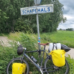 Schapehals-gem.-Het-Hogeland